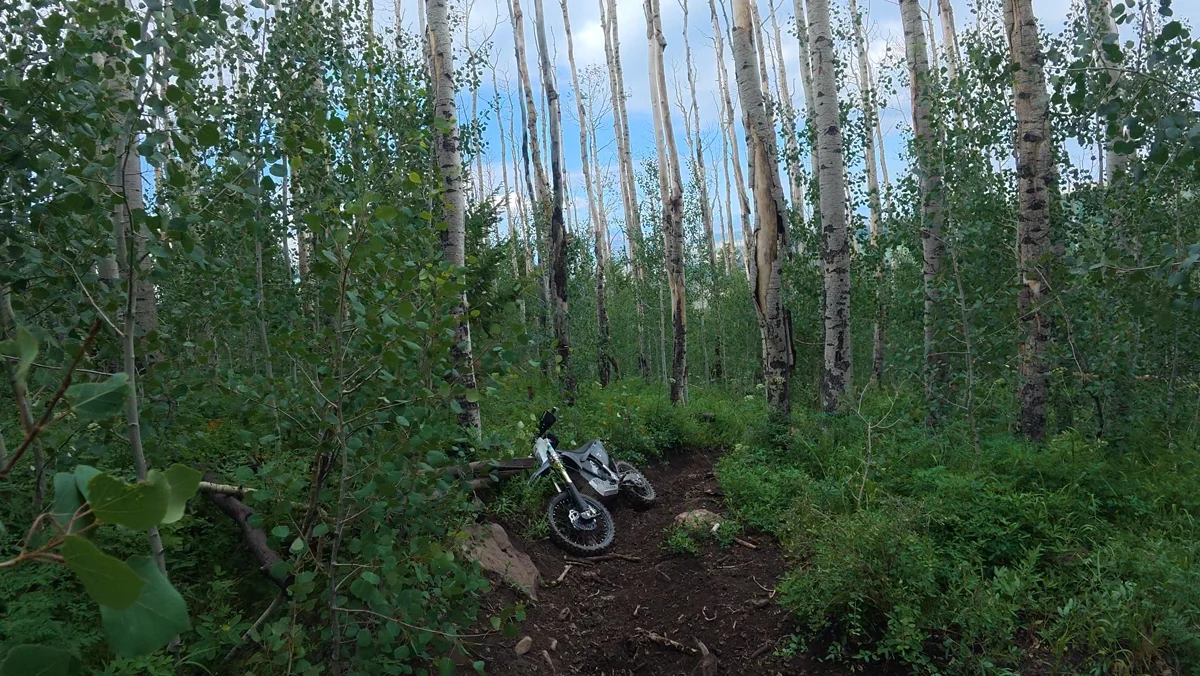 A dirt bike lying on its side on a narrow trail through an aspen grove.